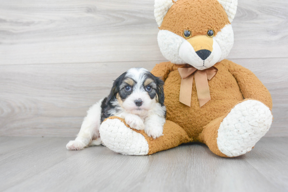 Smart Cavapoo Poodle Mix Pup