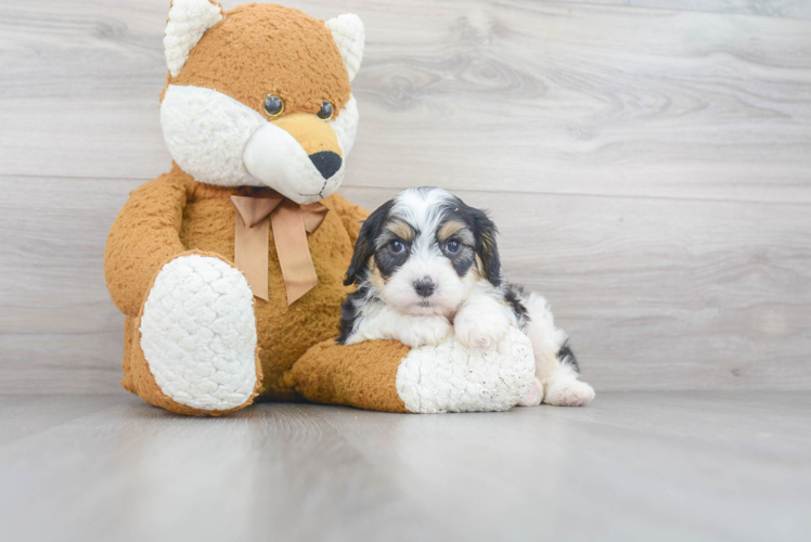 Cavapoo Pup Being Cute