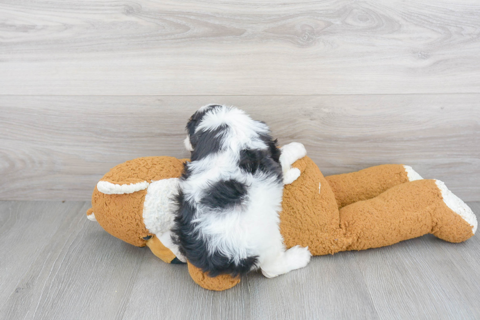 Small Cavapoo Baby