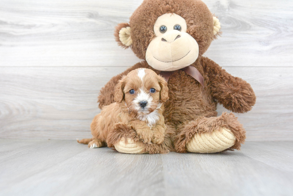 Cavapoo Puppy for Adoption