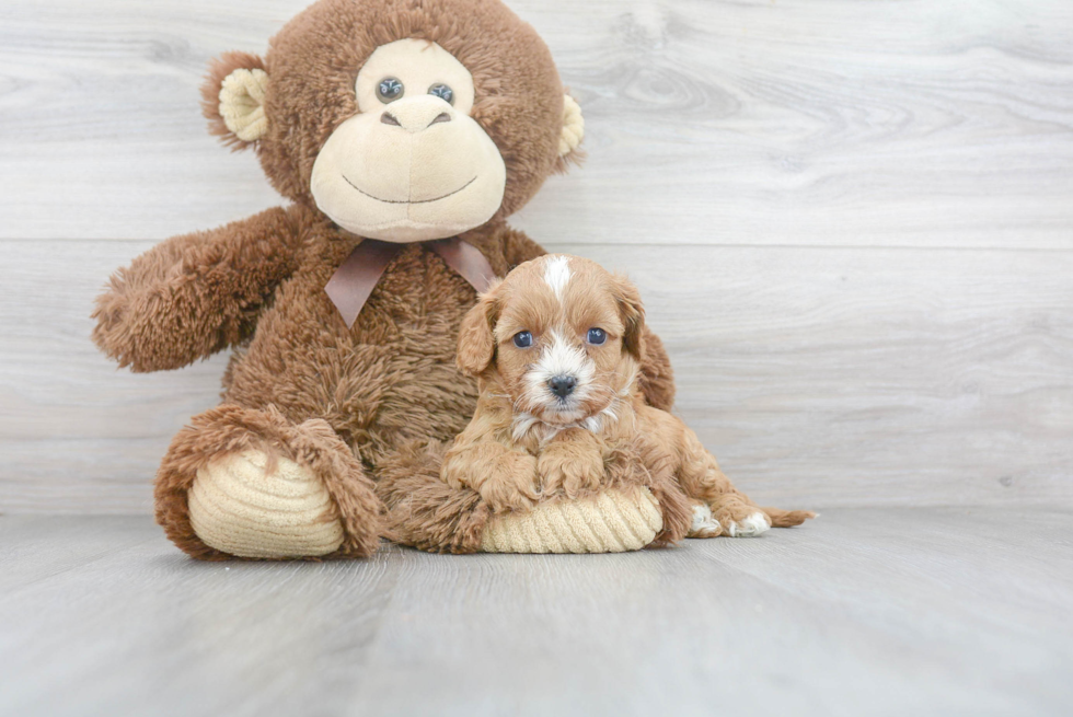 Cavapoo Puppy for Adoption