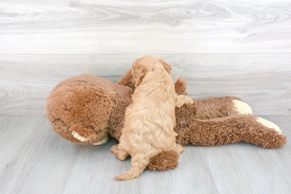 Happy Cavapoo Baby