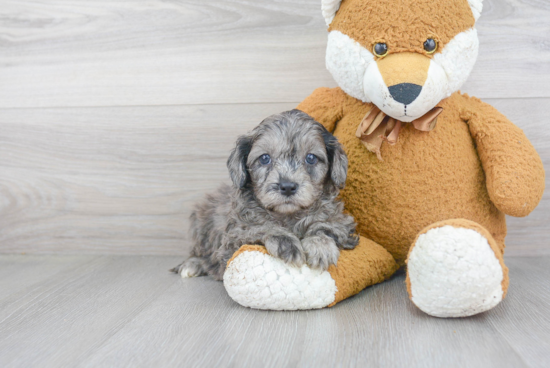 Energetic Cavoodle Poodle Mix Puppy