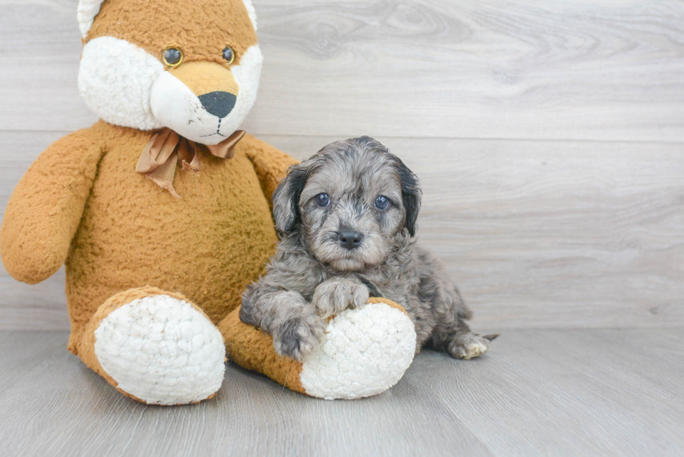 Cavapoo Pup Being Cute