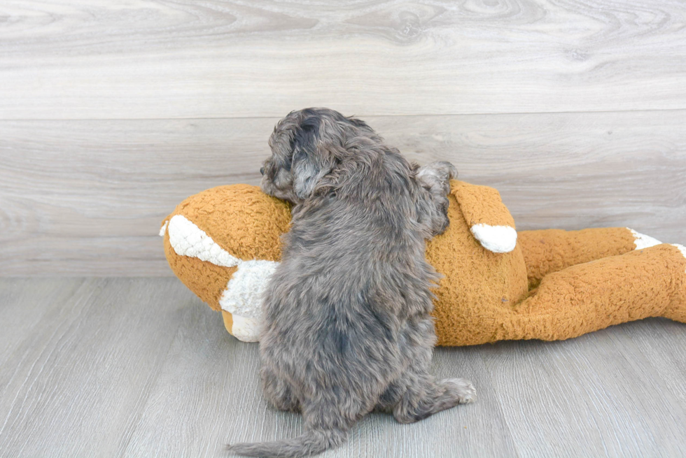 Cavapoo Puppy for Adoption