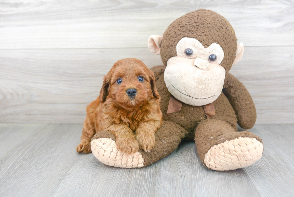 Cavapoo Pup Being Cute