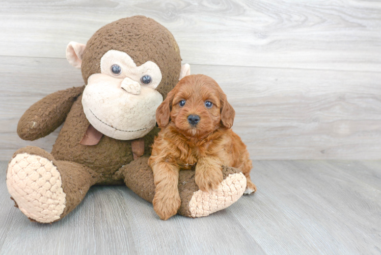 Friendly Cavapoo Baby