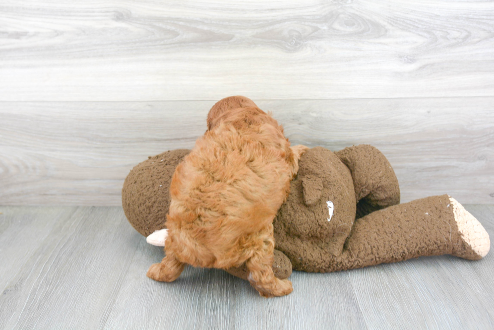 Energetic Cavoodle Poodle Mix Puppy