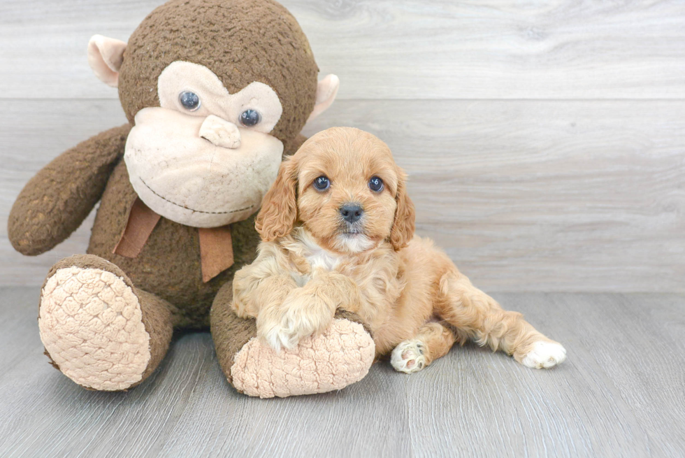 Adorable Cavoodle Poodle Mix Puppy