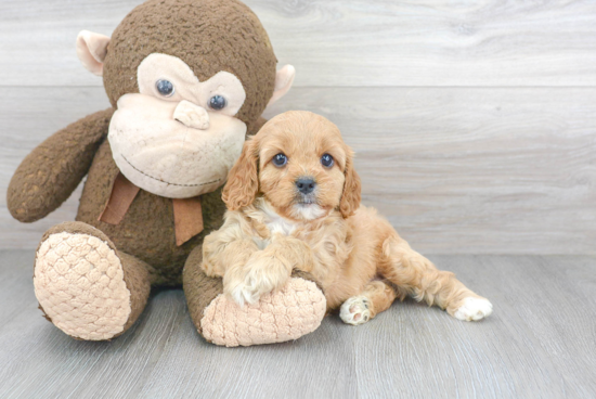 Adorable Cavoodle Poodle Mix Puppy