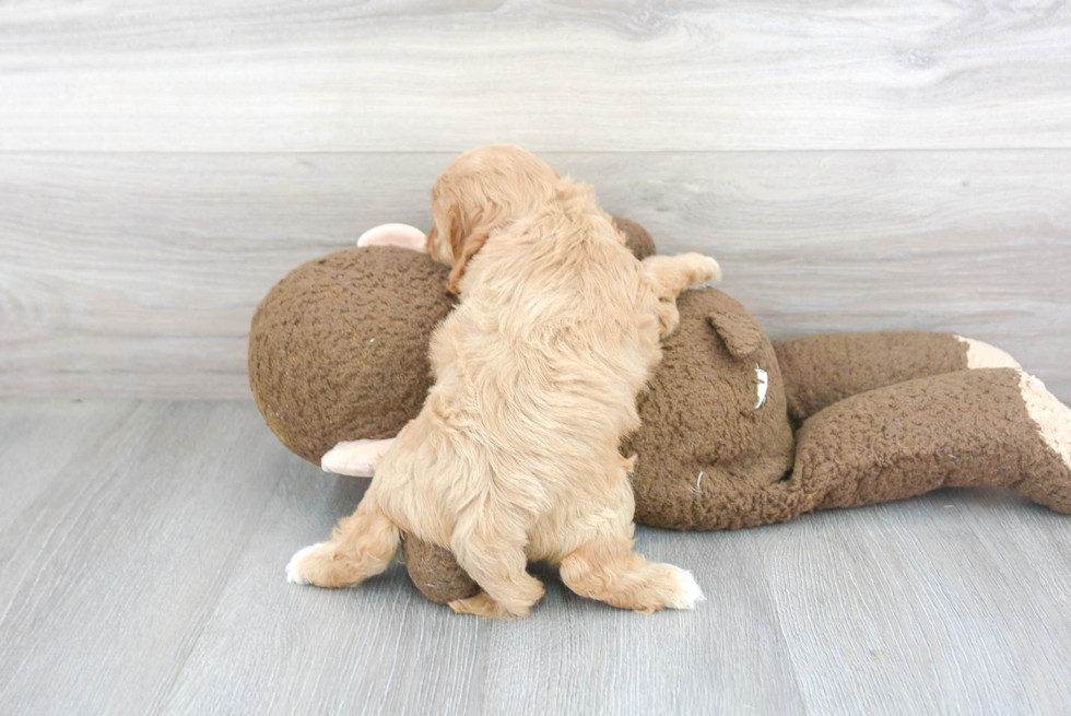 Cavapoo Pup Being Cute