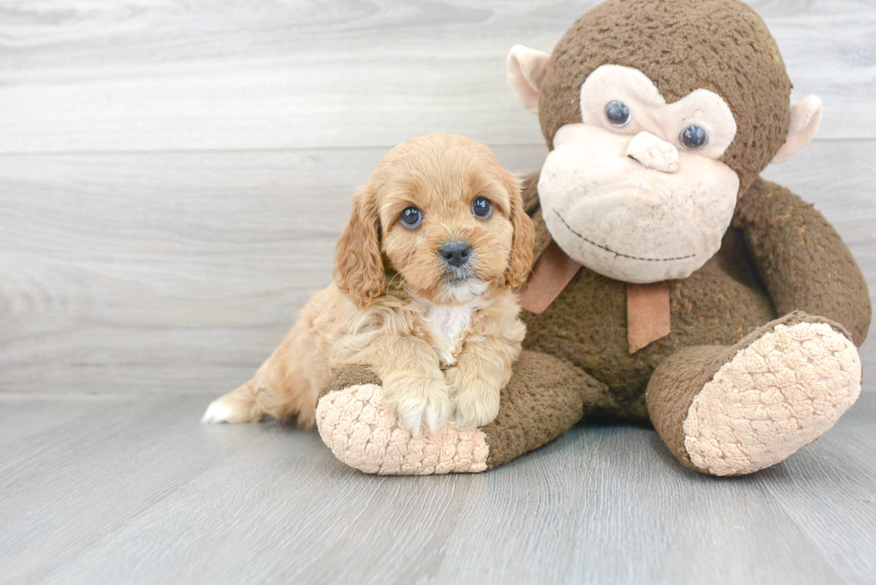 Petite Cavapoo Poodle Mix Pup