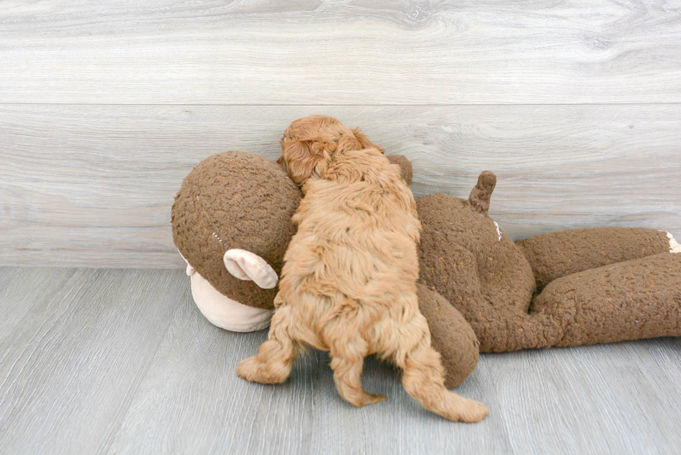 Adorable Cavoodle Poodle Mix Puppy