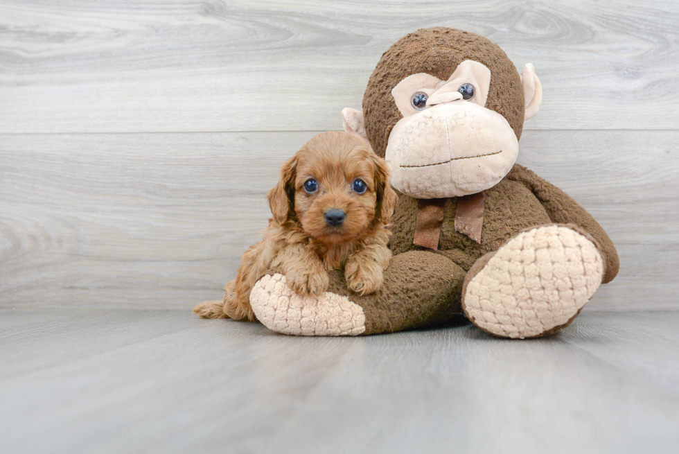 Cute Cavapoo Baby