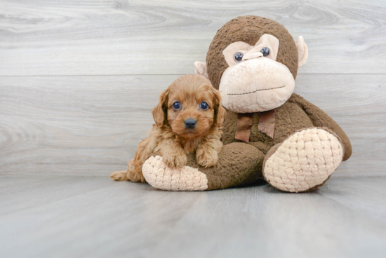 Cute Cavapoo Baby