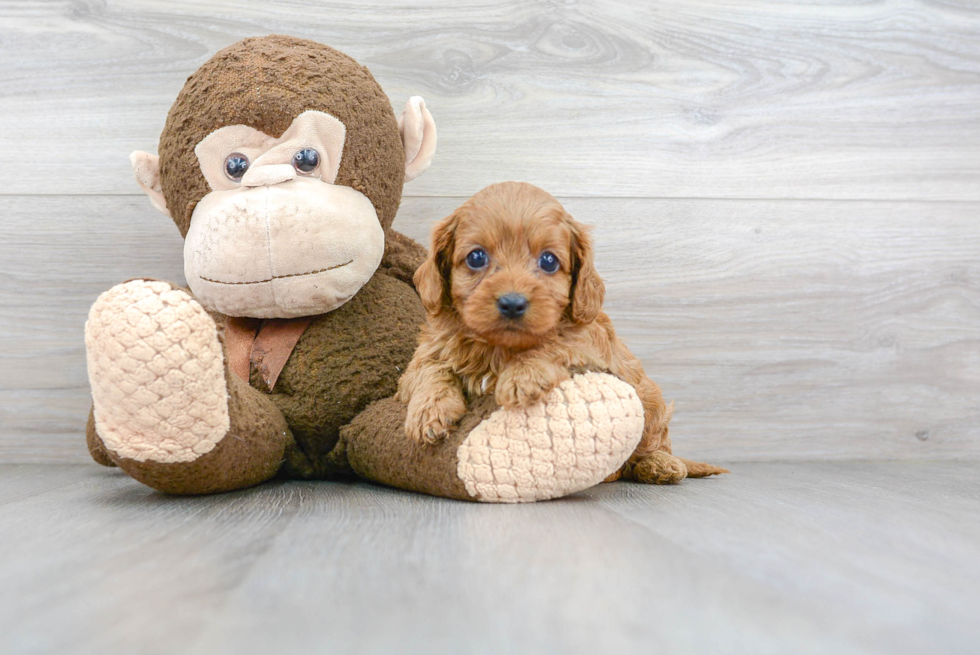 Small Cavapoo Baby