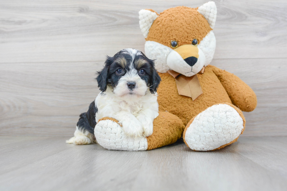 Little Cavoodle Poodle Mix Puppy