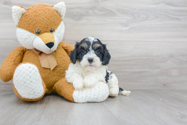 Funny Cavapoo Poodle Mix Pup