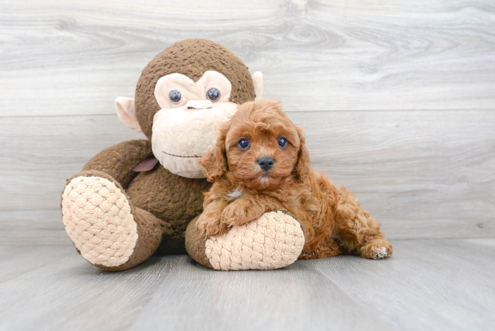 Friendly Cavapoo Baby