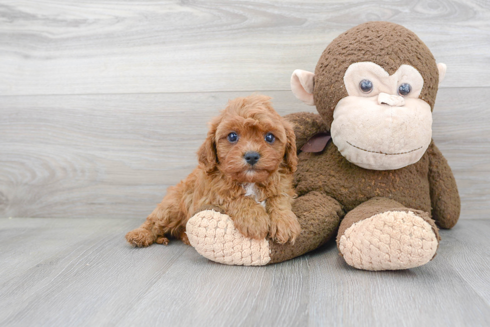 Best Cavapoo Baby