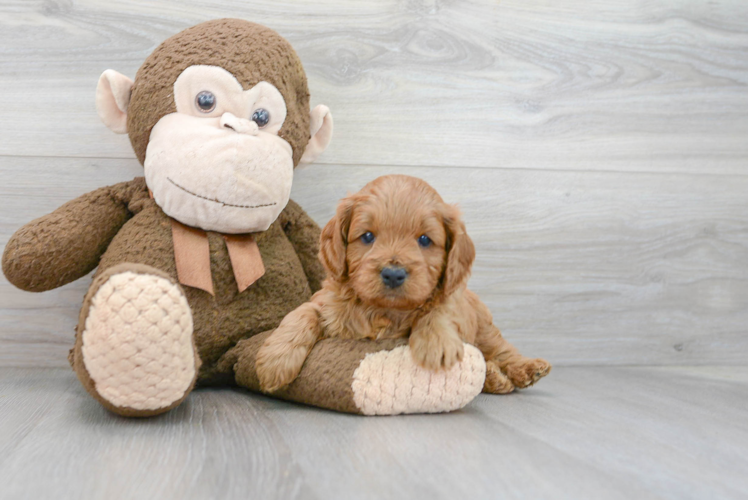 Cavapoo Puppy for Adoption