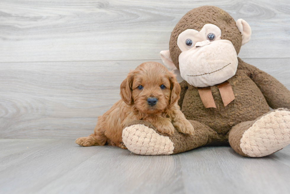 Happy Cavapoo Baby