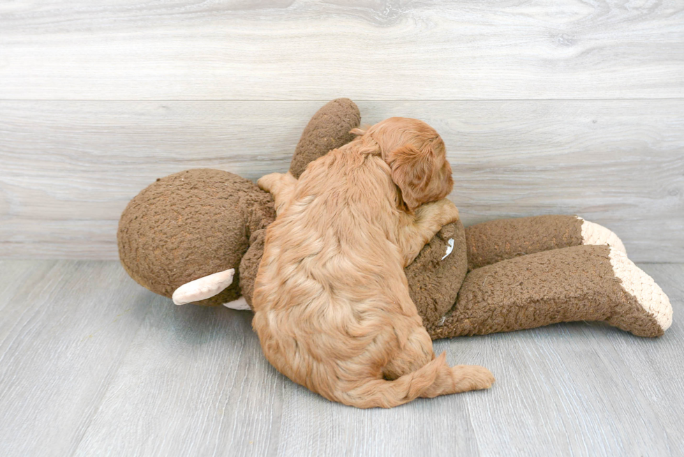 Energetic Cavoodle Poodle Mix Puppy