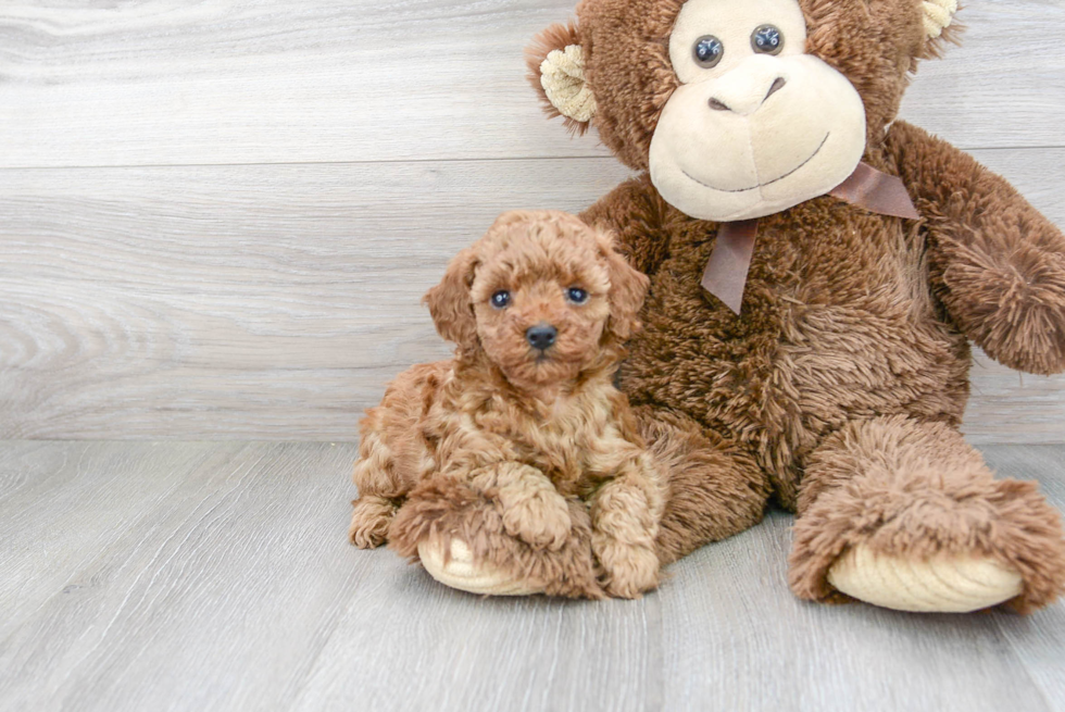 Best Cavapoo Baby