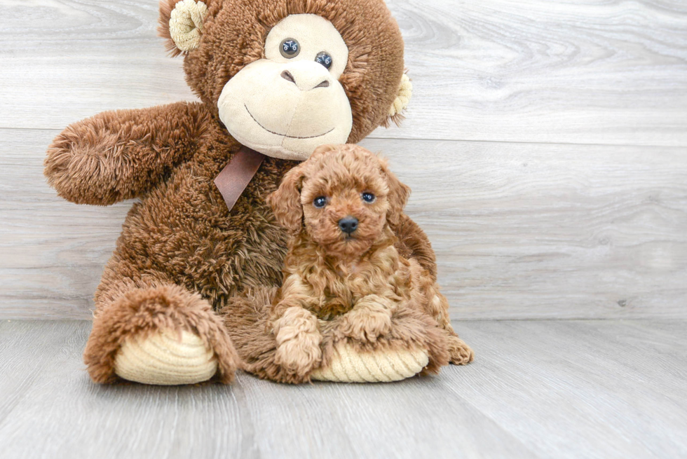 Popular Cavapoo Poodle Mix Pup