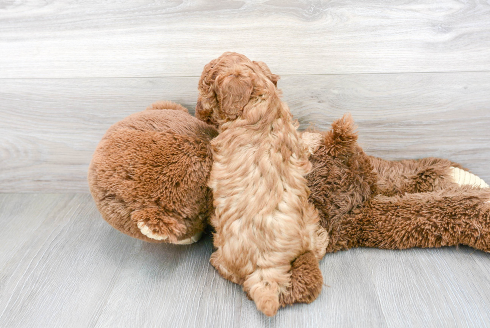 Sweet Cavapoo Baby