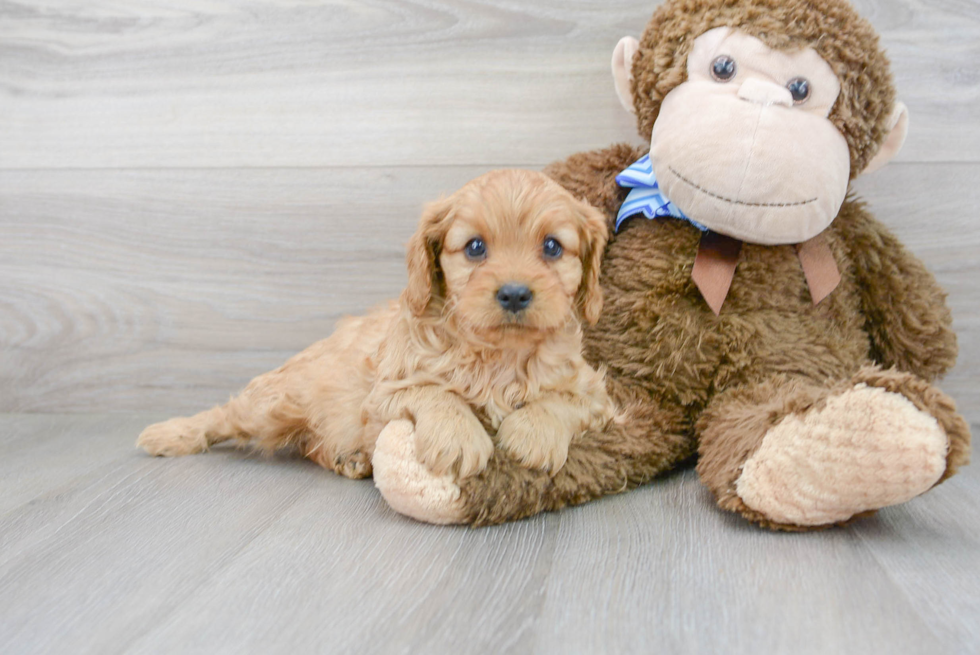 Hypoallergenic Cavoodle Poodle Mix Puppy