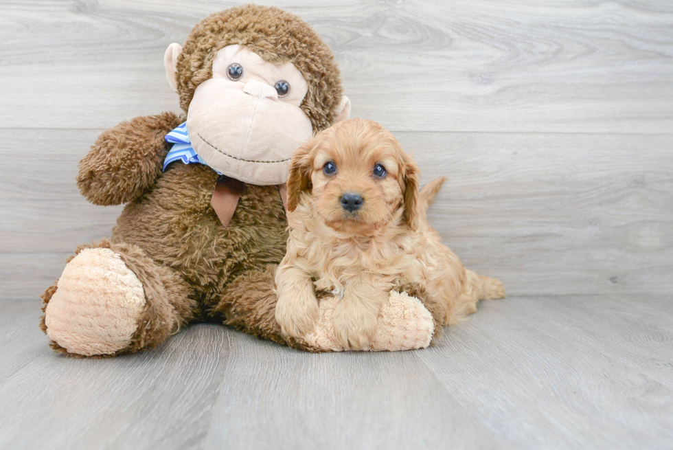 Energetic Cavoodle Poodle Mix Puppy