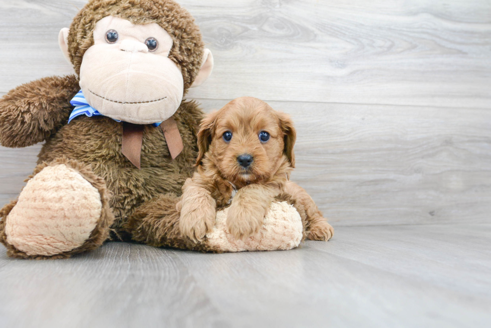 Cavapoo Puppy for Adoption