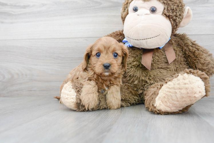 Cavapoo Pup Being Cute