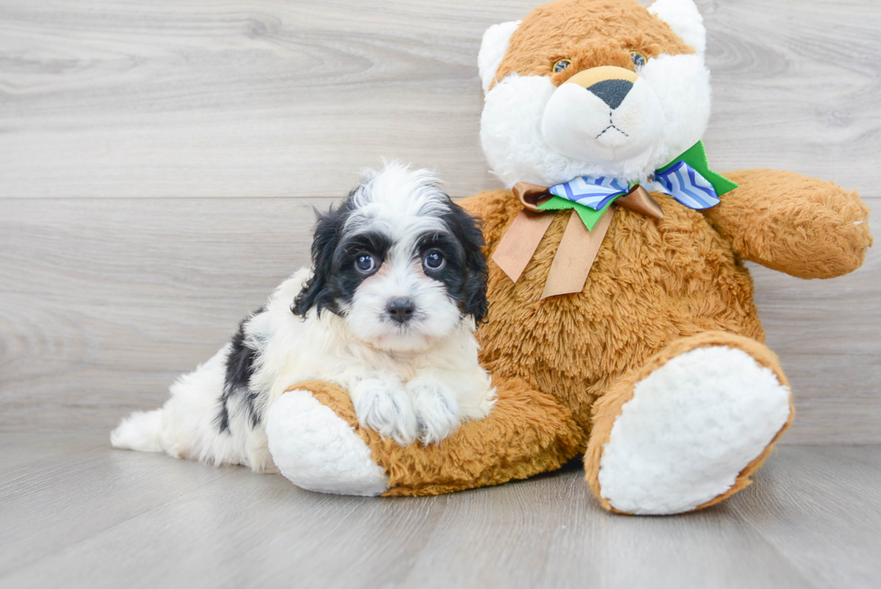 Hypoallergenic Cavoodle Poodle Mix Puppy