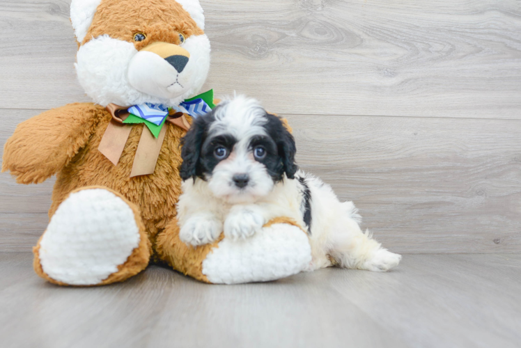 Cute Cavapoo Baby