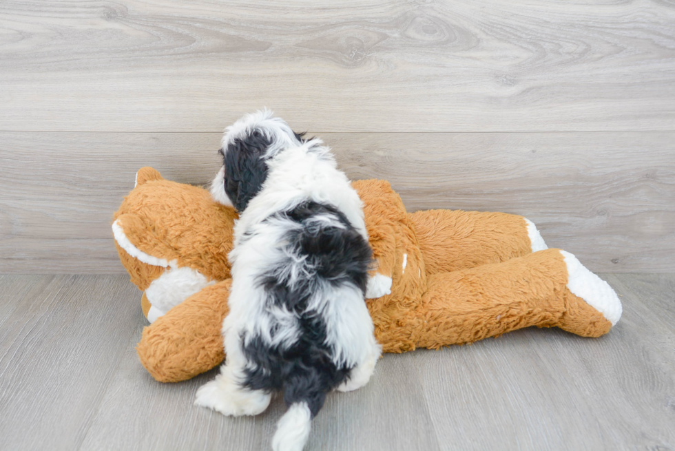 Happy Cavapoo Baby