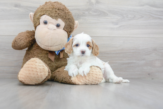 Cavapoo Puppy for Adoption