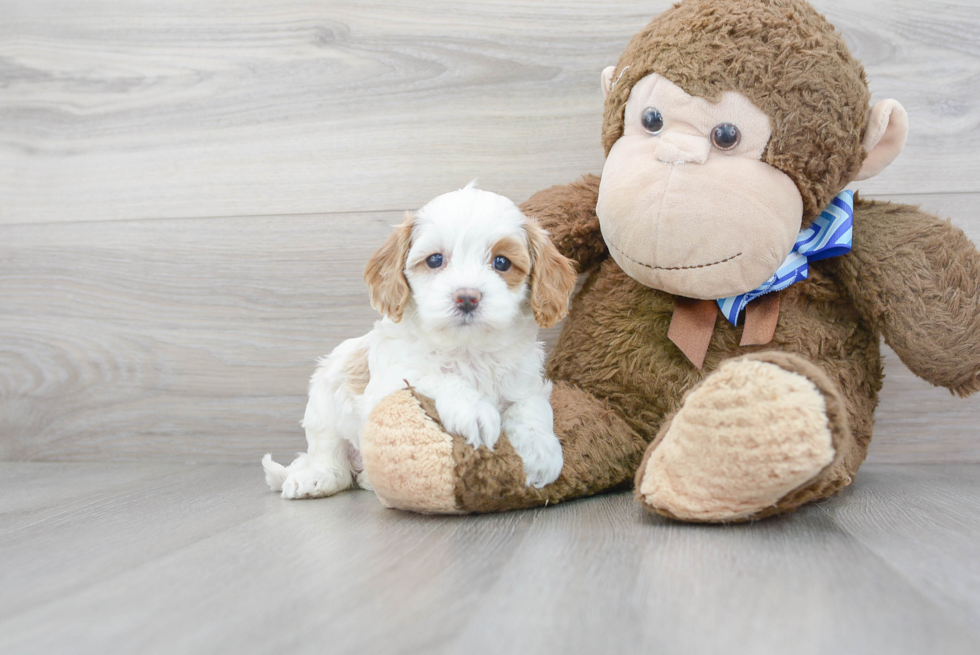 Cavapoo Pup Being Cute