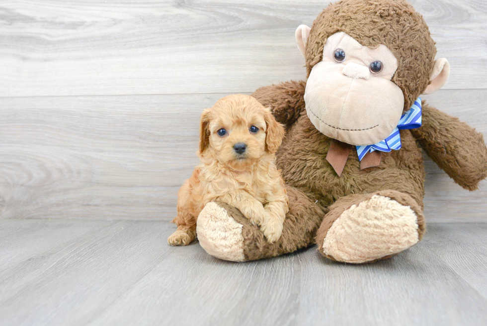 Best Cavapoo Baby