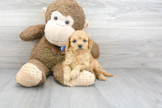 Sweet Cavapoo Baby