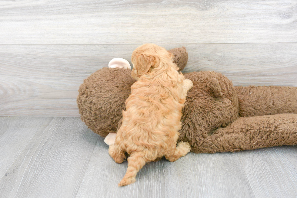 Happy Cavapoo Baby