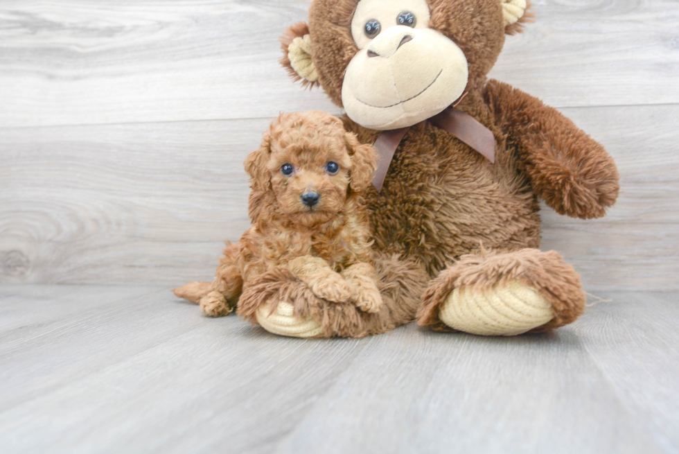 Cavapoo Pup Being Cute