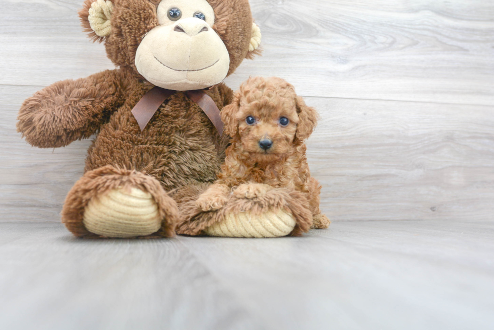 Cavapoo Puppy for Adoption