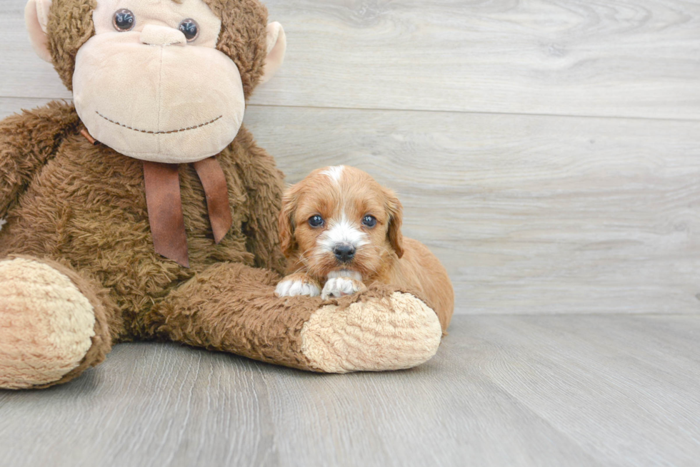 Smart Cavapoo Poodle Mix Pup