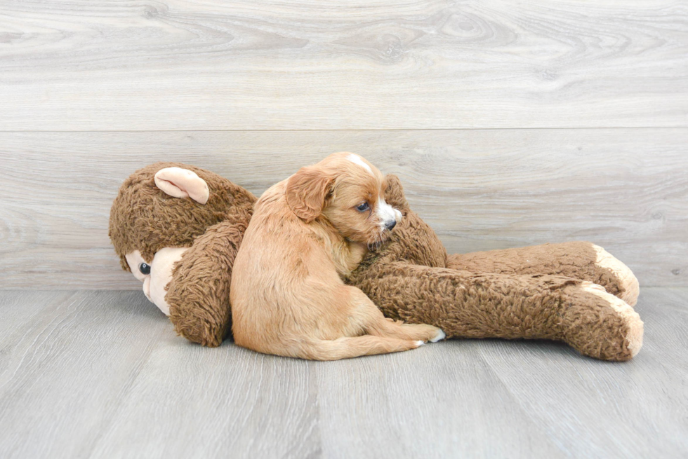 Fluffy Cavapoo Poodle Mix Pup