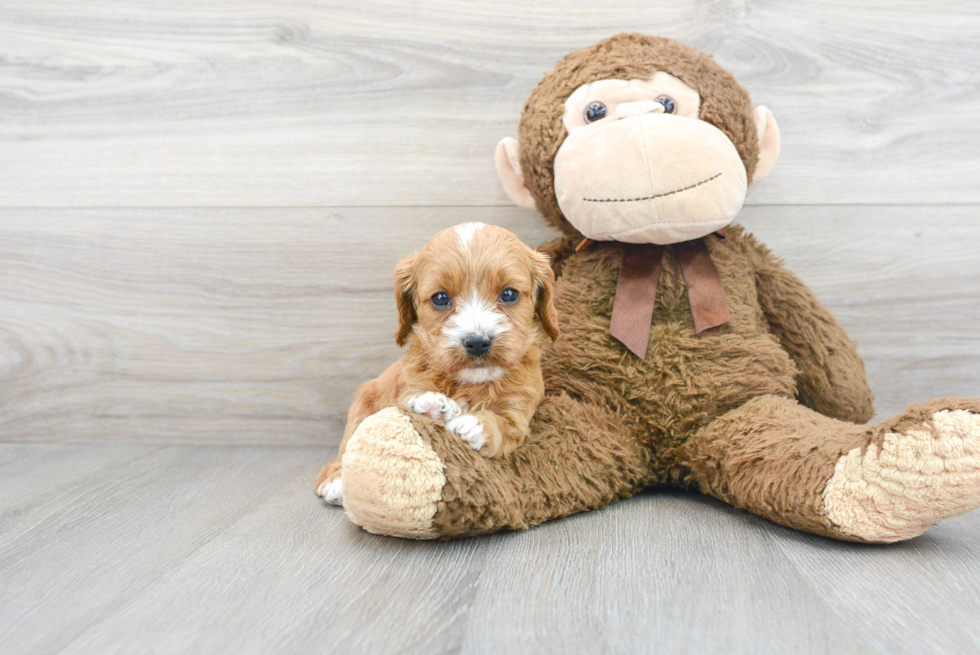 Playful Cavoodle Poodle Mix Puppy