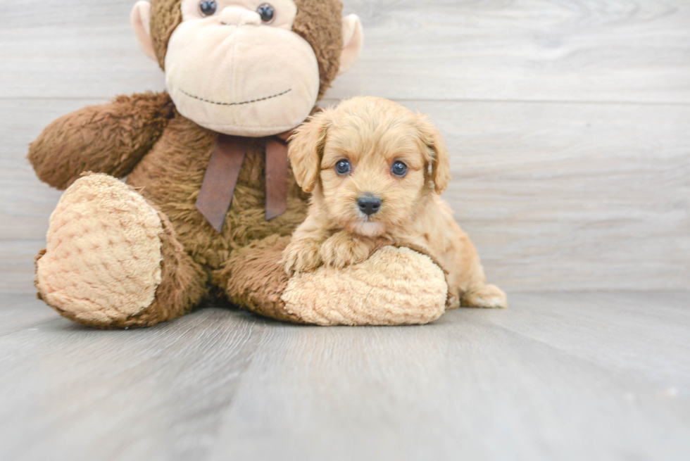 Playful Cavoodle Poodle Mix Puppy