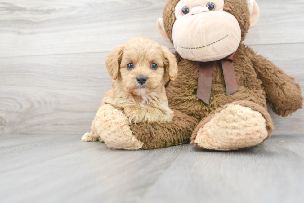 Sweet Cavapoo Baby