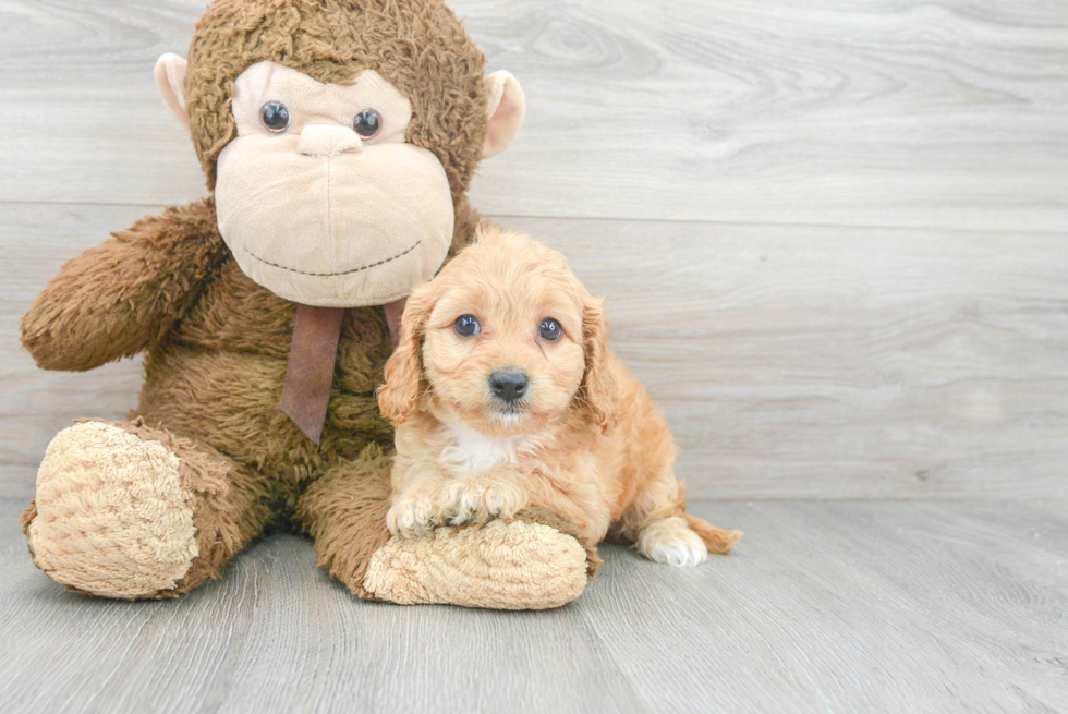 Small Cavapoo Baby